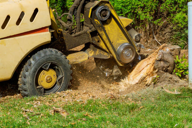 Best Fruit Tree Pruning  in Kenmore, WA