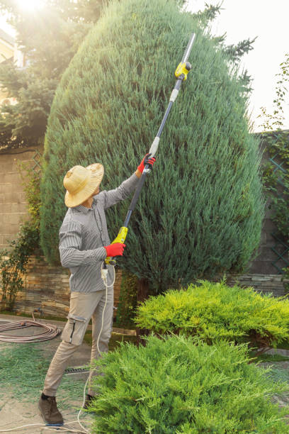 Best Tree and Shrub Care  in Kenmore, WA