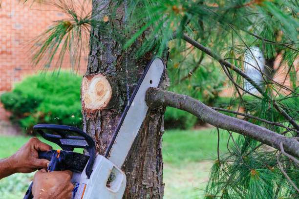 Best Arborist Consultation Services  in Kenmore, WA